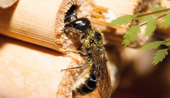 thumbnail - Je construis des sites de ponte pour les abeilles solitaires